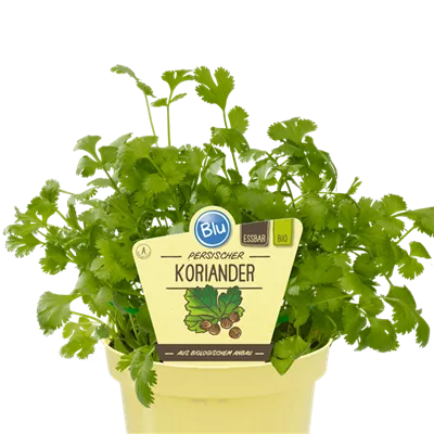 Bio Koriander