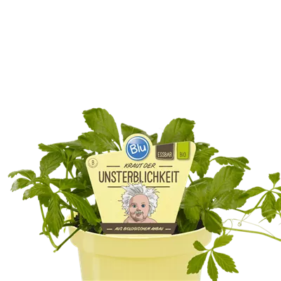 Bio Kraut der Unsterblichkeit