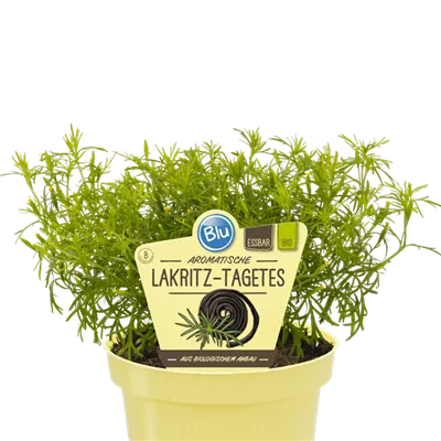 Bio Lakritz-Tagetes