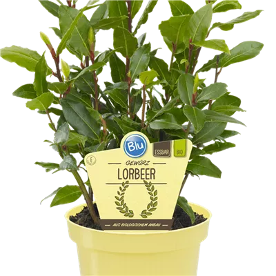Bio Gewürz-Lorbeer