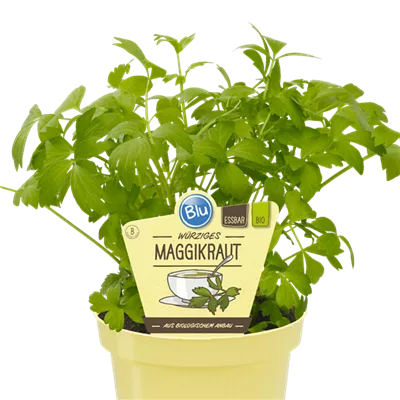 Bio Maggikraut