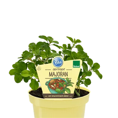 Bio Majoran
