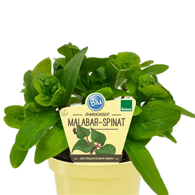 Bio Malabar-Spinat