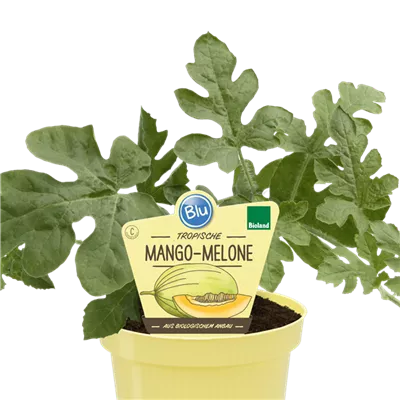 Bio Mango-Melone
