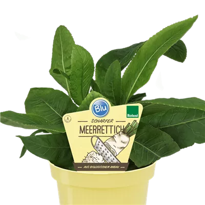 Bio Meerrettich