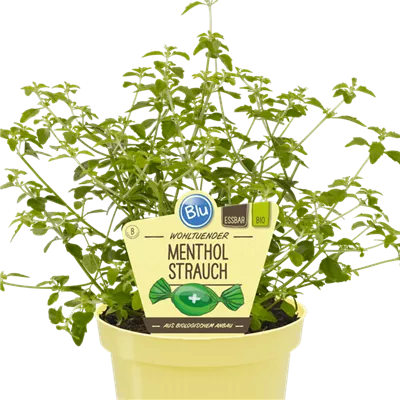Bio Mentholstrauch