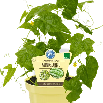Bio Gurke Mexik. Mini-Gurke