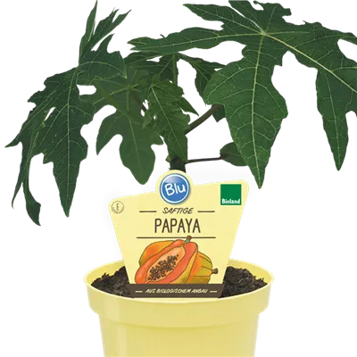Bio Papaya