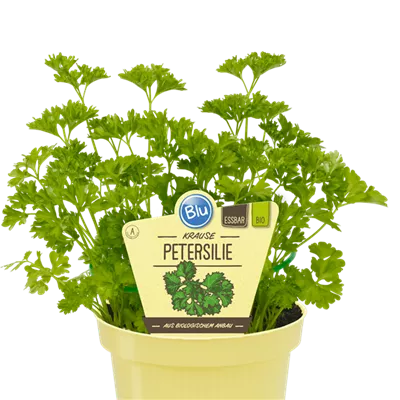 Bio Petersilie - Krause Petersilie