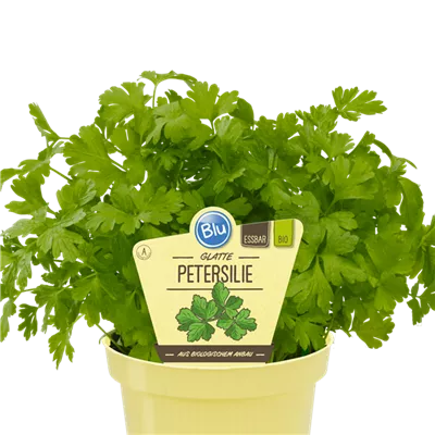 Bio Petersilie - Glatte Petersilie