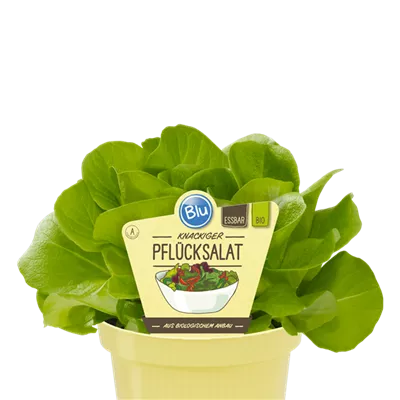 Bio Pflücksalat