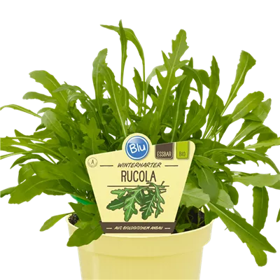 Bio Rucola, winterhart