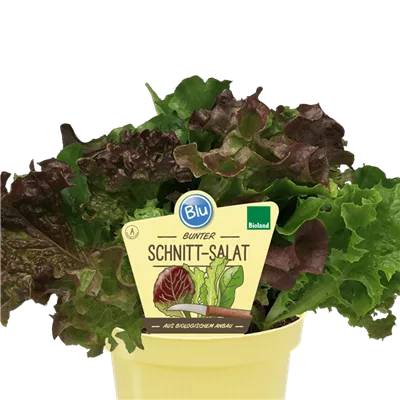 Bio Schnitt-Salat