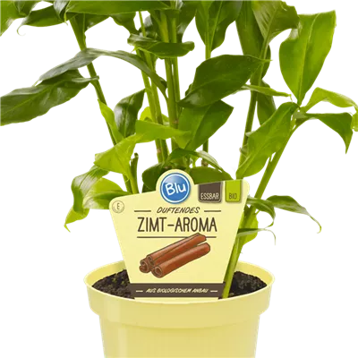 Bio Zimt-Aroma