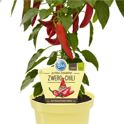 Bio Chili Zwerg-Chili