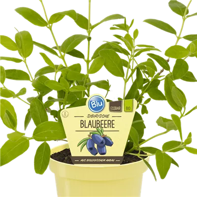 Bio Sibirische Blaubeere