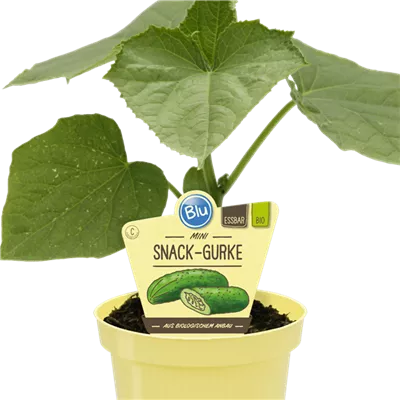 Bio Gurke Mini-Snack-Gurke