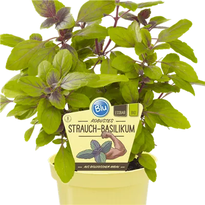 Bio Basilikum Strauchbasilikum