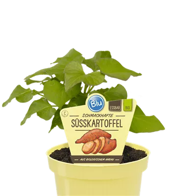 Bio Kartoffel Süßkartoffel