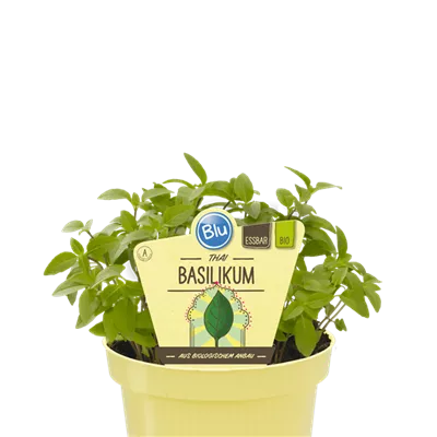 Bio Basilikum Thai-Basilikum