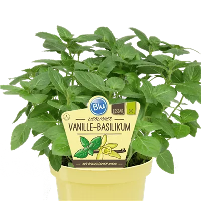 Bio Basilikum Vanille-Basilikum
