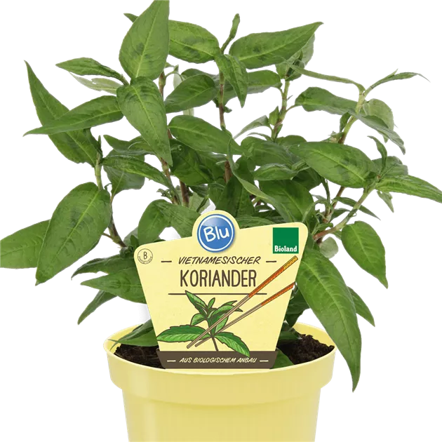Bio vietnamesischer Koriander