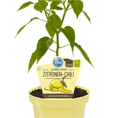 Bio Chili Zitronen-Chili