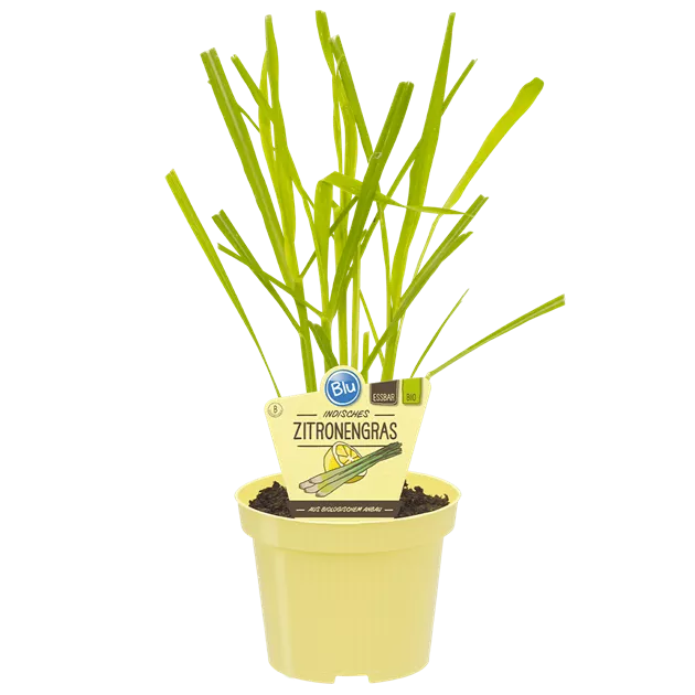 waldstaudenroggen saatgut Sativa BIO Gründüngung Waldstaudenroggen – Caipi GmbH main image 0