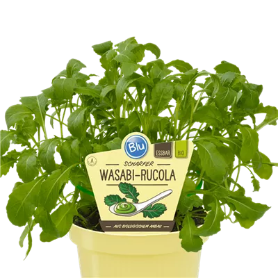 Bio Rucola Wasabi-Rauke