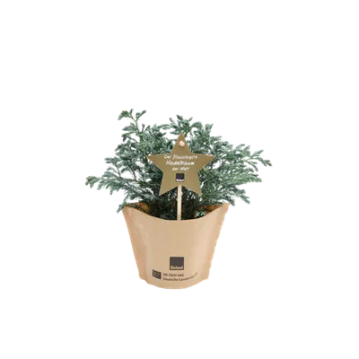 Bio Weihnachts-Blauwichtel