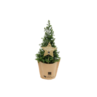 Bio Weihnachtsbäumchen