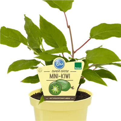Bio Kiwi Mini selbstfruchtend