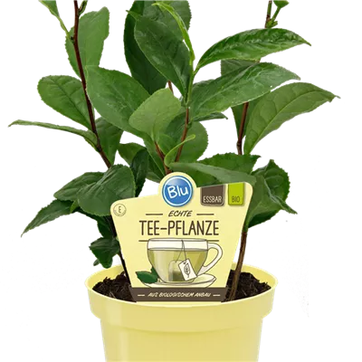 Bio Teepflanze, echte