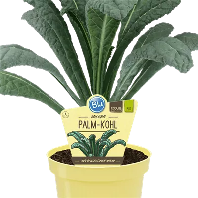 Bio Kohl Palmkohl